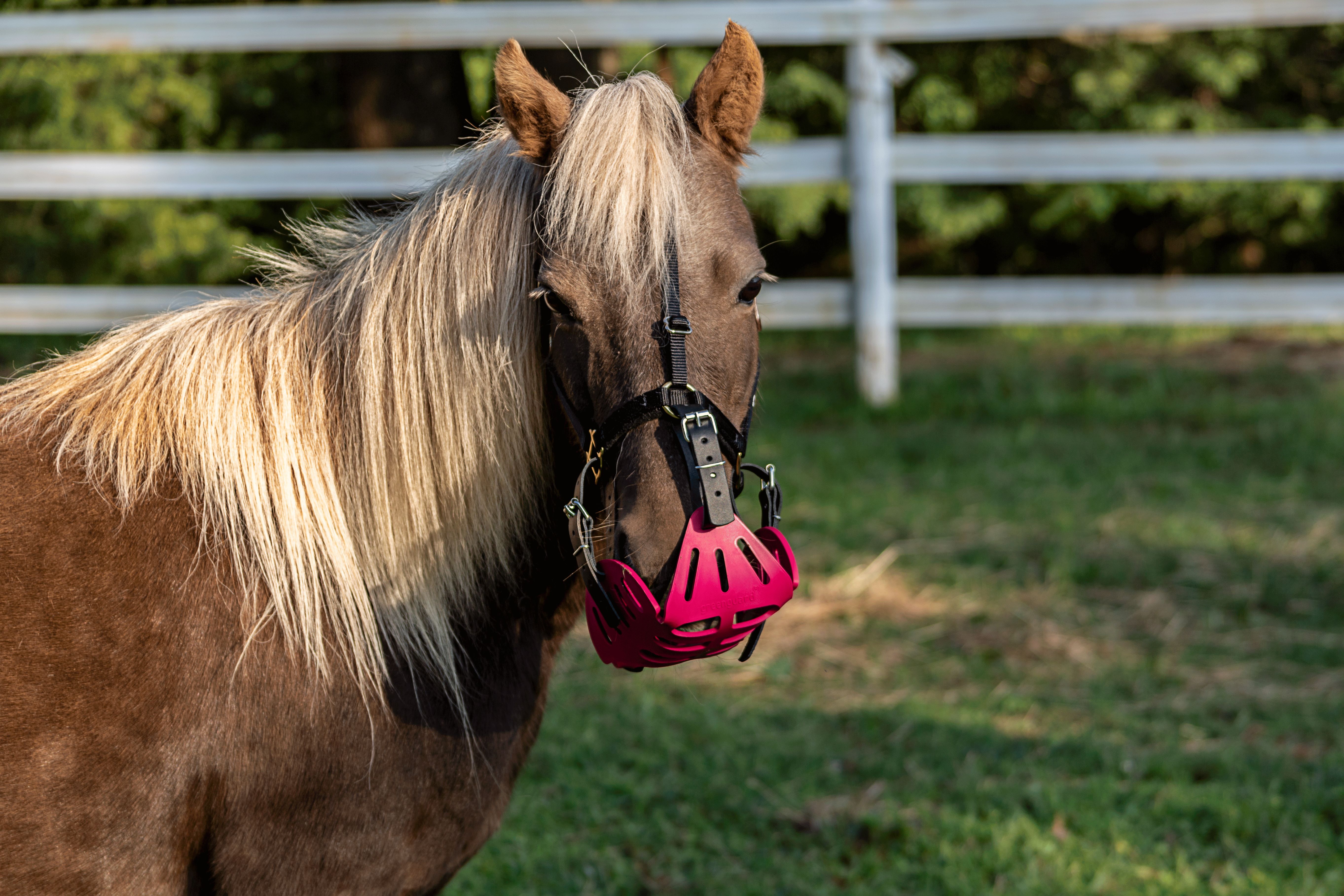 Mini horse eating with GreenGuard Grazing Muzzle
