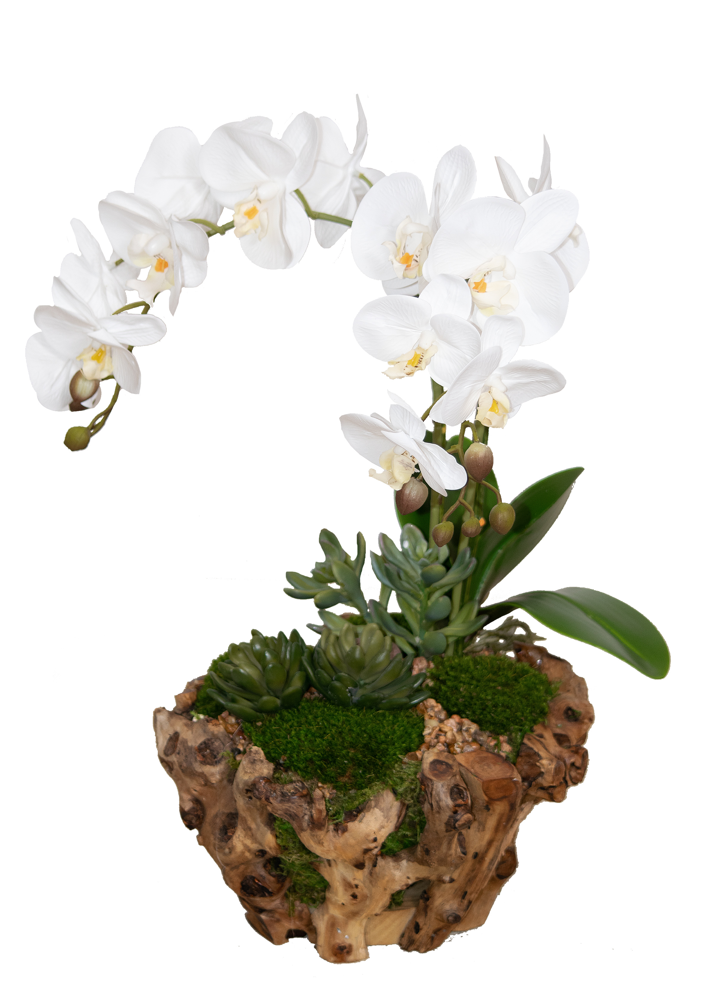 White orchids with green moss and succulents in a natural wood container