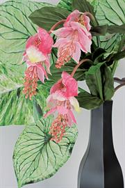 Magnificent Medinilla