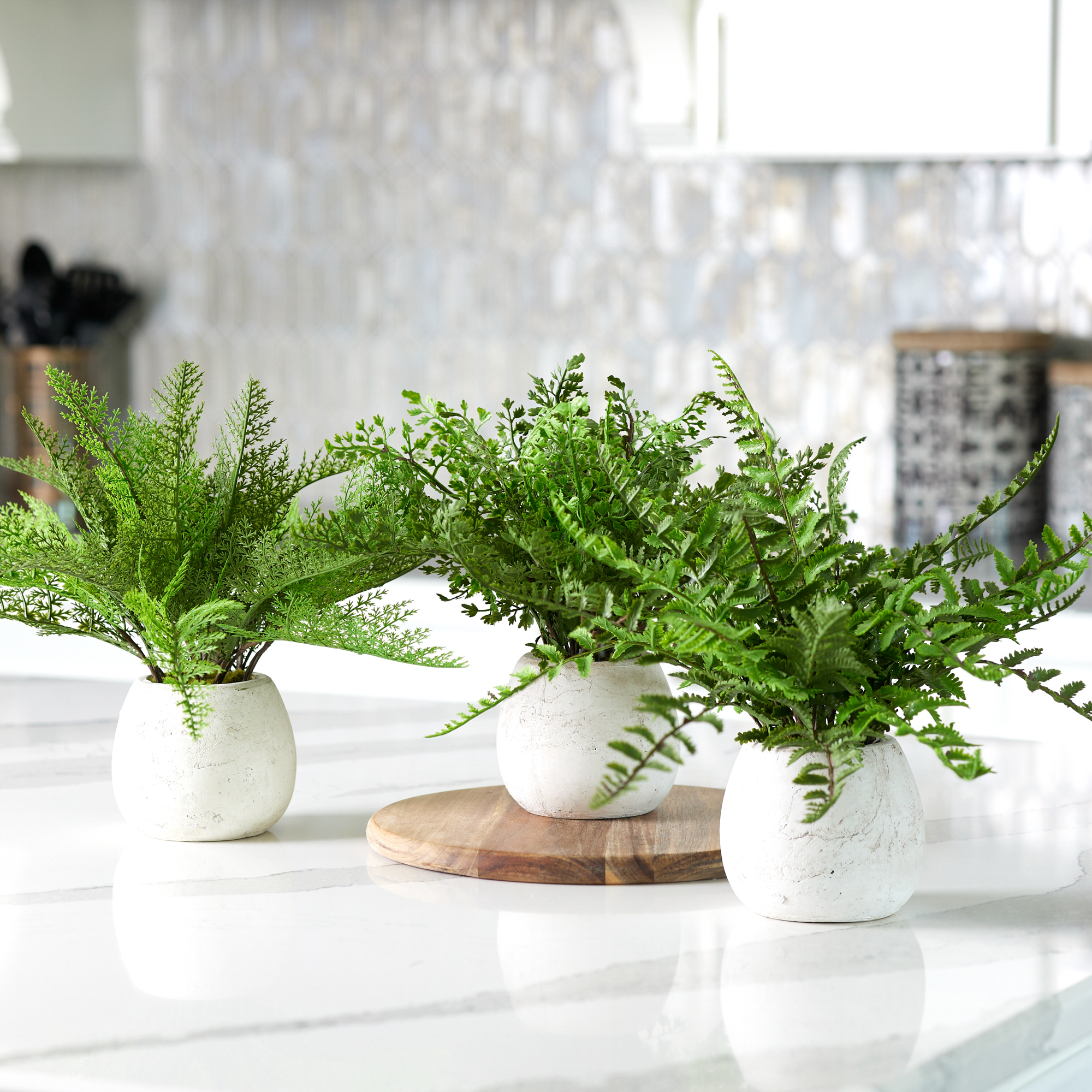 Potted Ferns