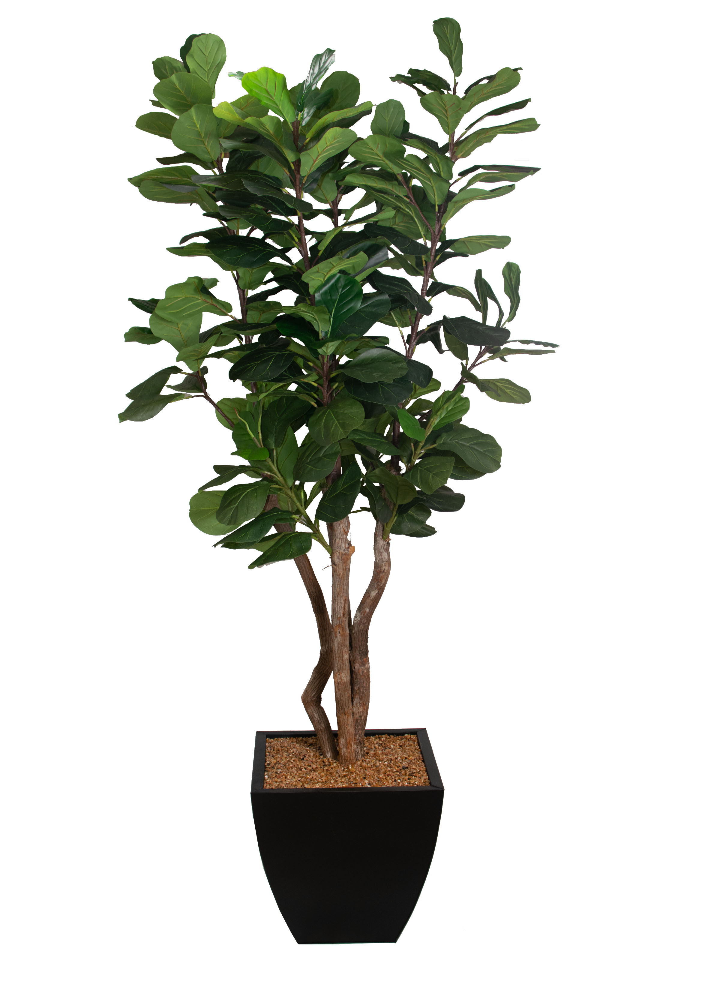 8ft Fiddle leaf tree