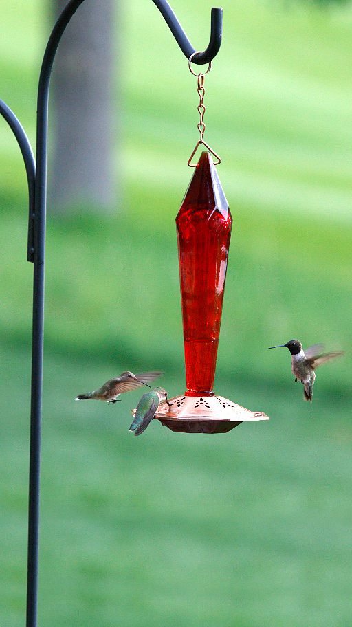 Handcrafted ruby-colored blown glass nectar bottle with copper-plated base.