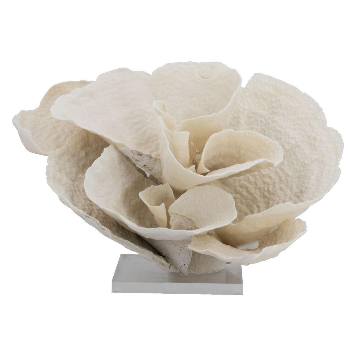 Corals