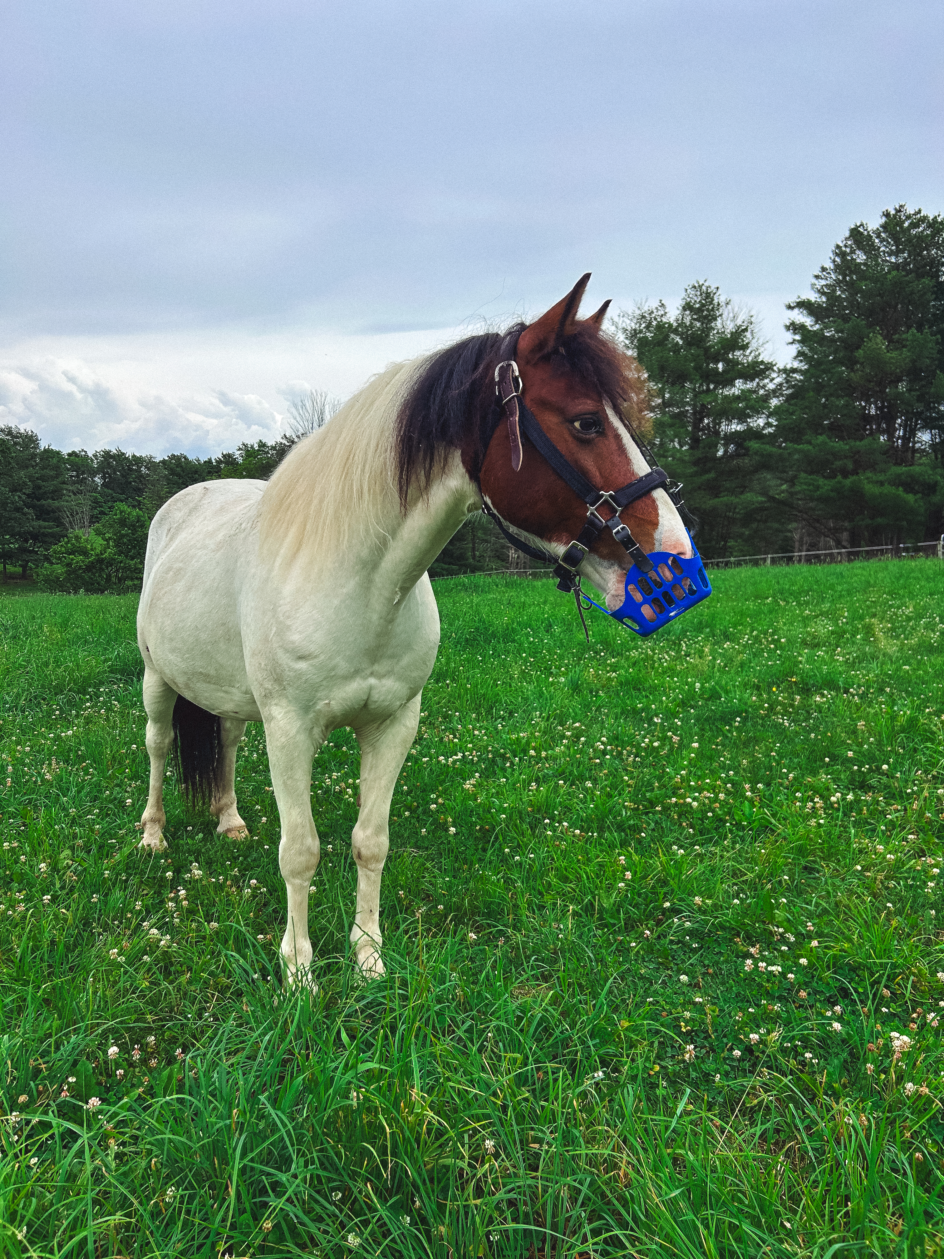 Pony eating with GreenGuard Grazing Muzzle