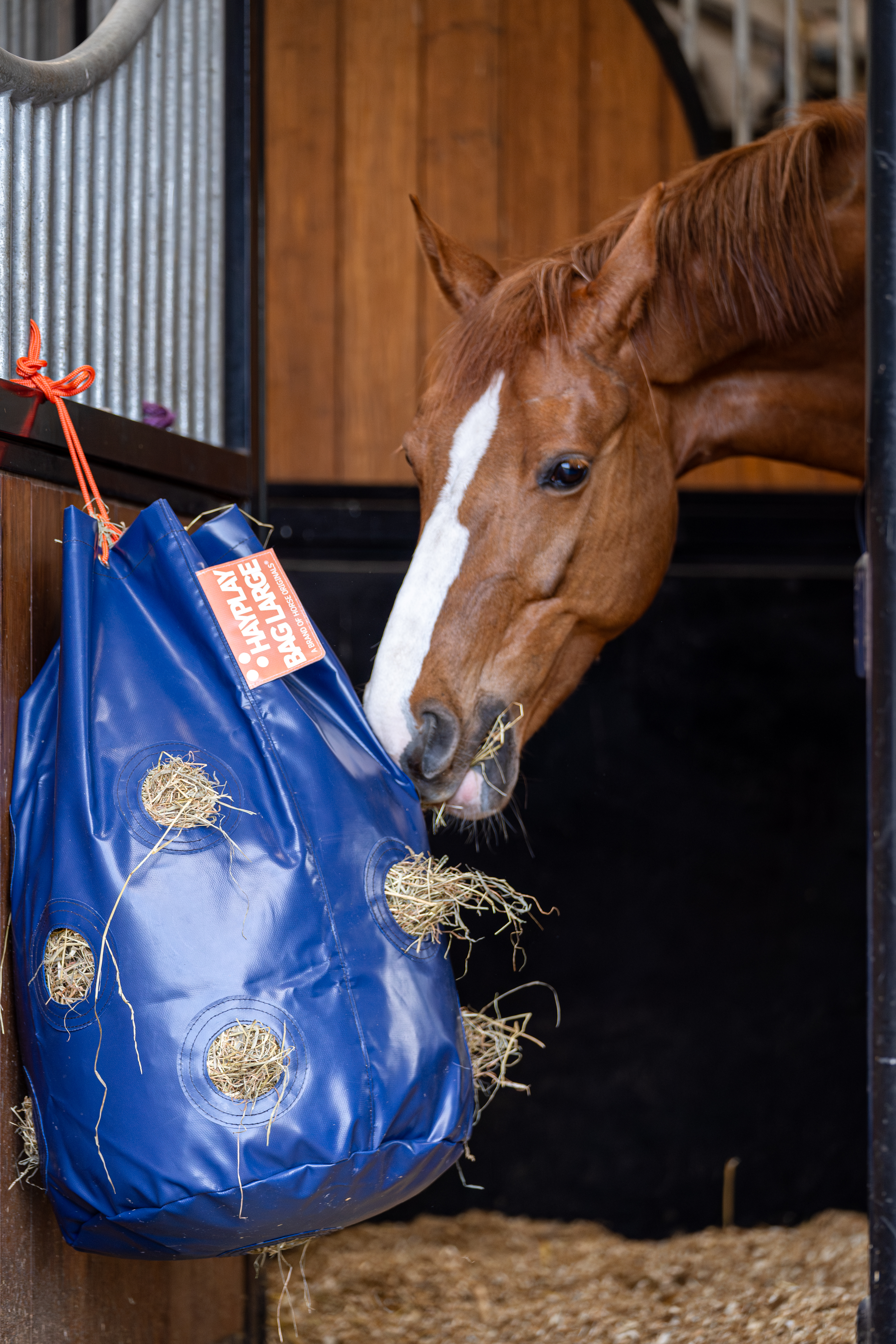 Horse eating from hay net bag