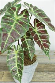 Did you hear Select has Wild Elephant Ears?