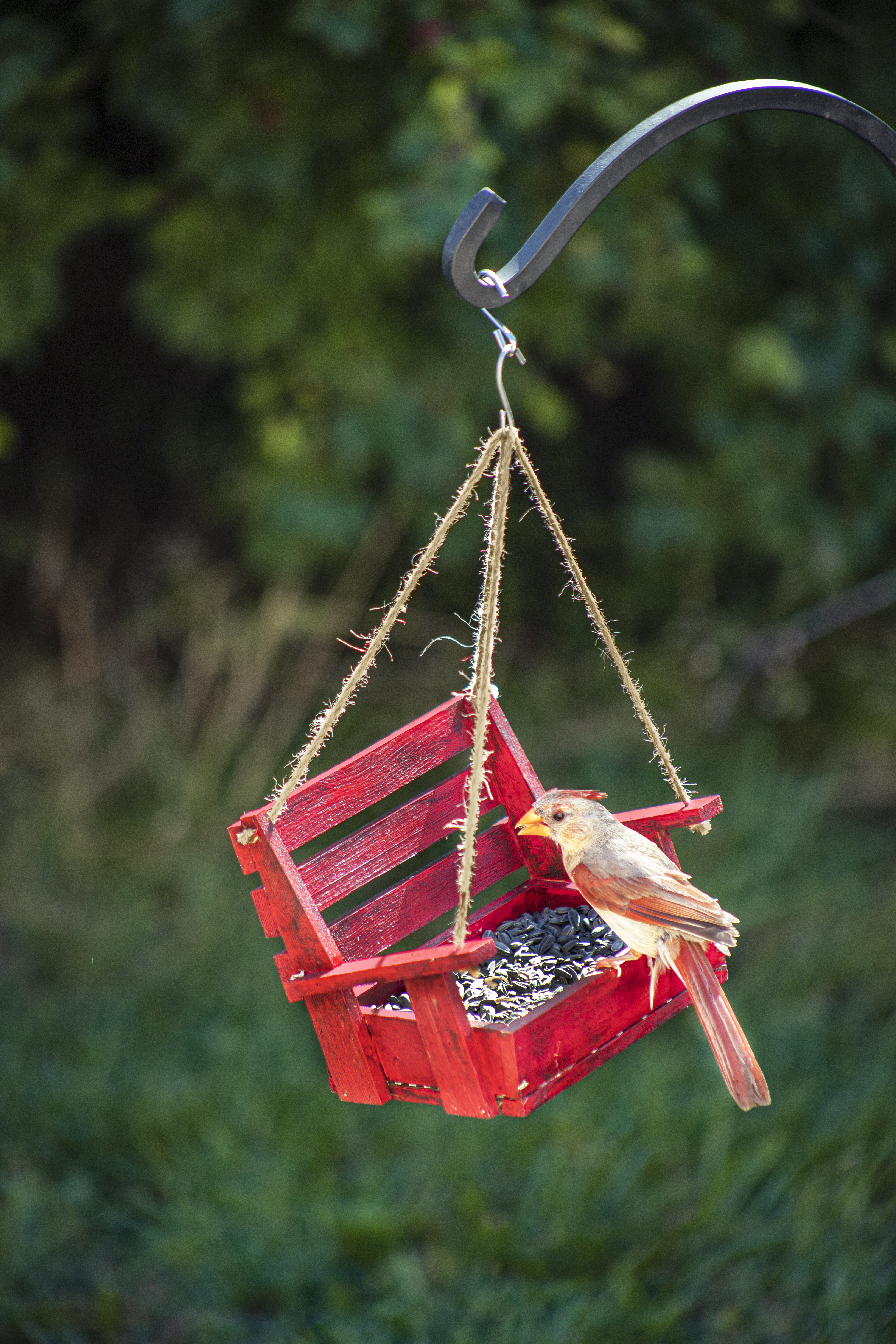  Constructed of wood with a steel drainage grate to keep seed fresh. The feeder holds approximately 1lb of seed.
