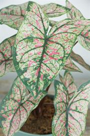 Colorful Caladium!