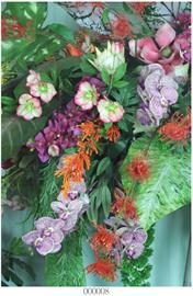 Amazing Orchids