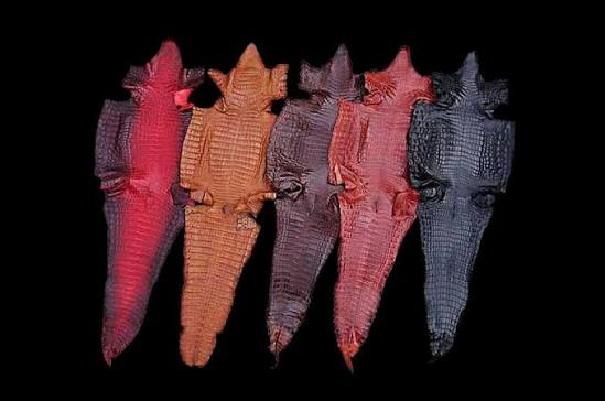 Genuine Alligator Skins